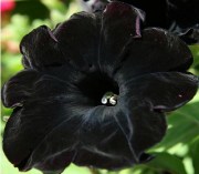 Petunia Prelude Black